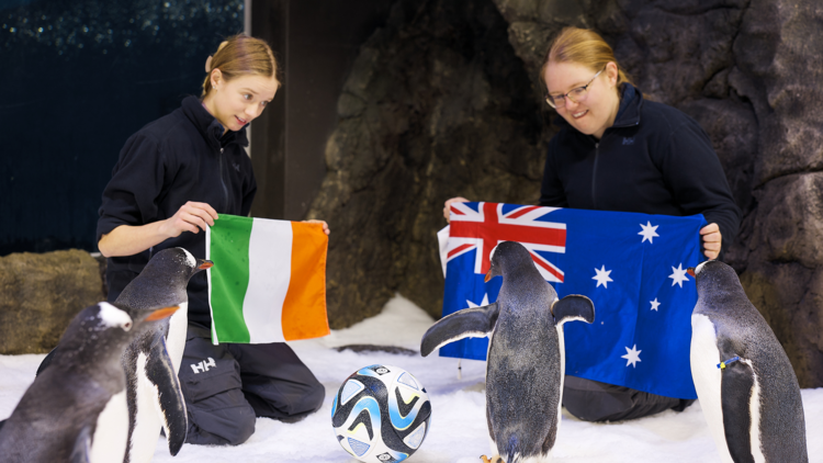 penguins in front of Australian and Irish flags