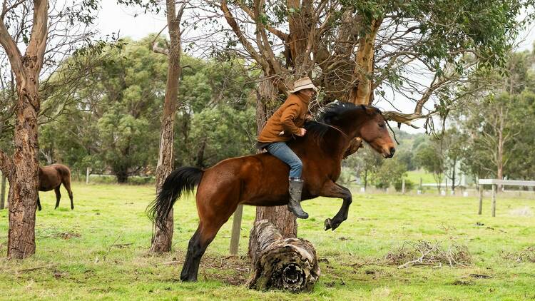 A man riding a horse, jumping over a log at Wattle Bank Farm