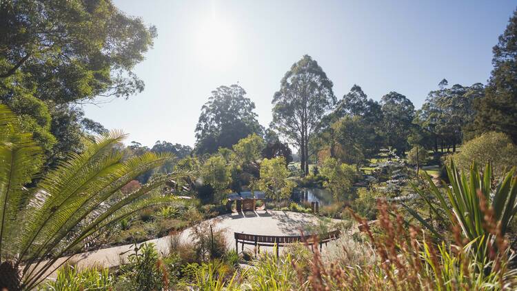 Explore Melbourne's newest native garden