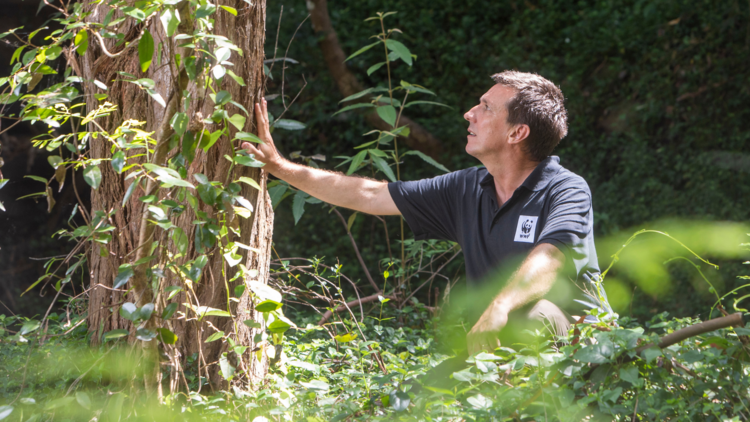 A man looking at a tree in nature