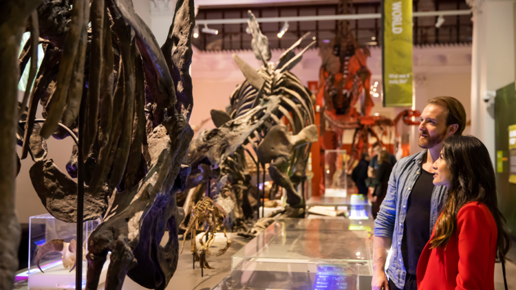 Dinosaur display at the Australian Museum