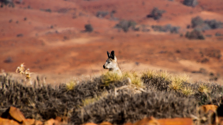 Flinders Ranges, SA