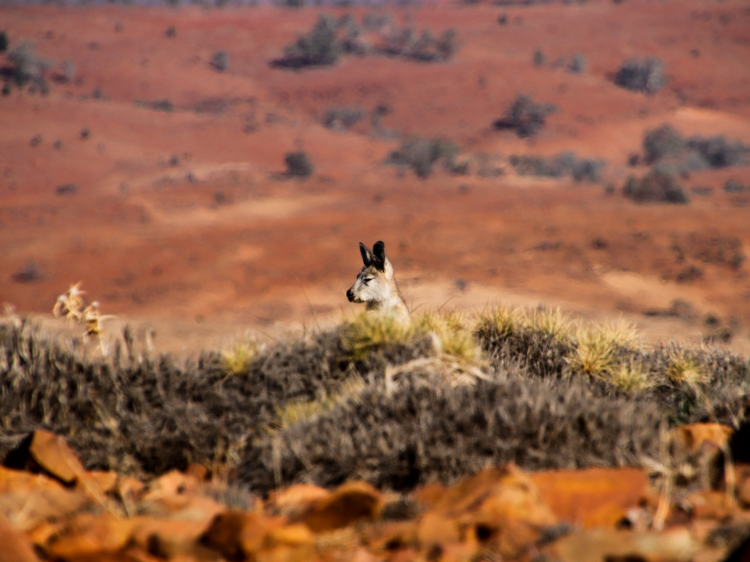 Flinders Ranges, SA