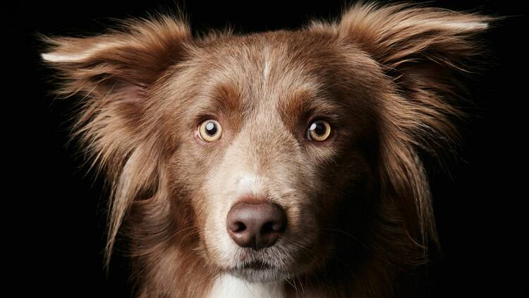 A close-up photograph portrait of a dog. 