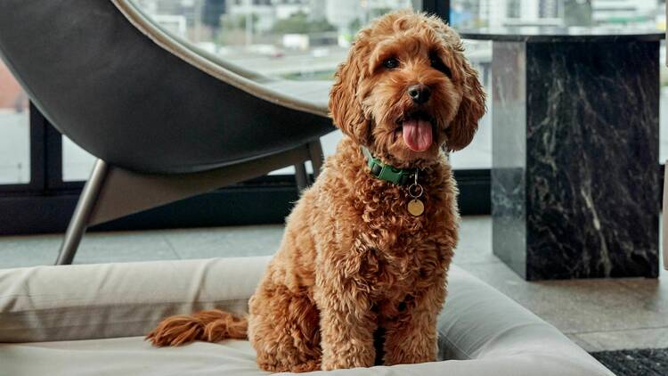 A poodle sitting on a dog bed inside a hotel. 
