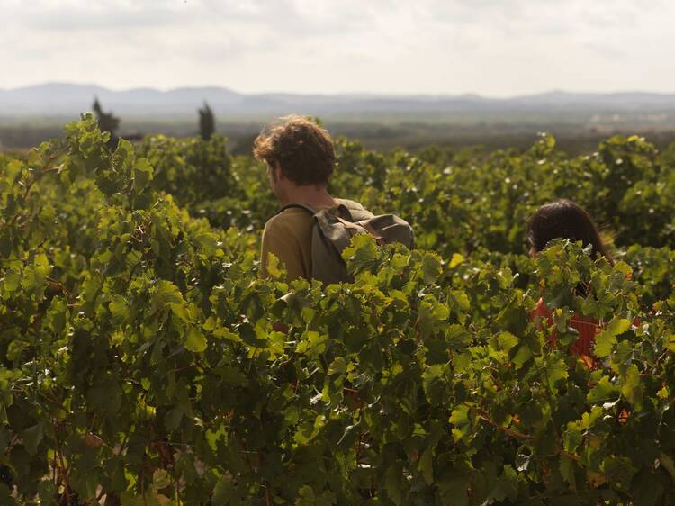 Vinos que hacen subir la adrenalina