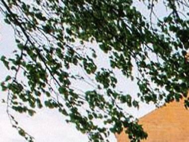 The secret Beacon Hill roofdeck you should be visiting this spring The secret Beacon Hill roofdeck you should be visiting this spring