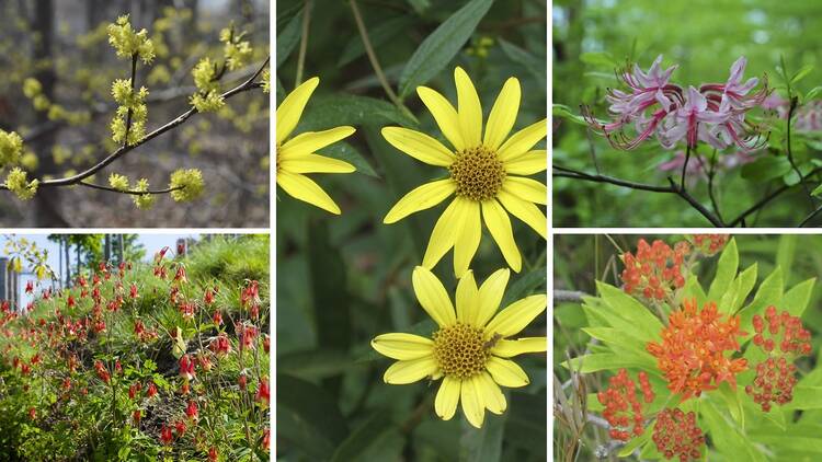 Five wildflowers in a collage.