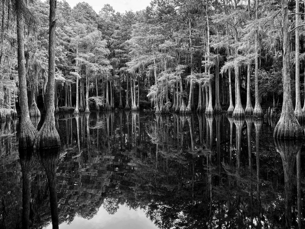 Majestic Bald Cypress Stand