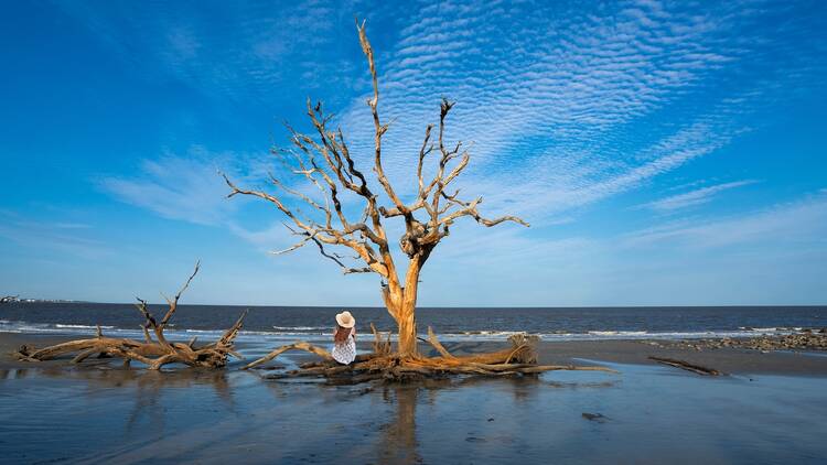 Driftwood Beach on Jekyll Island, Georgia