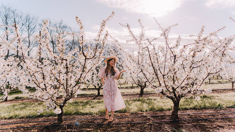 A woman stands between cherry blossom trees. 