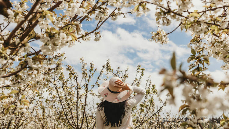 Woman stands in the middle of cherry blossom trees. 
