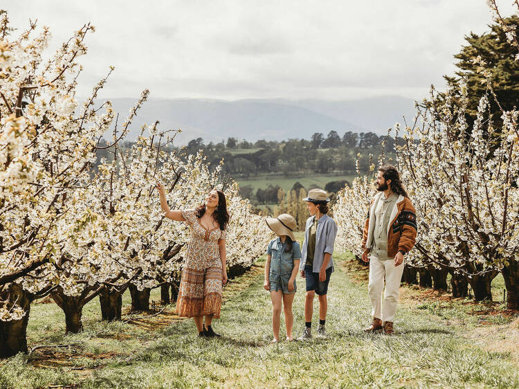 The best places to see cherry blossoms