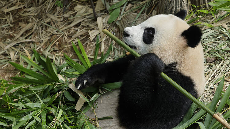 Le Le Mandai Wildlife Group