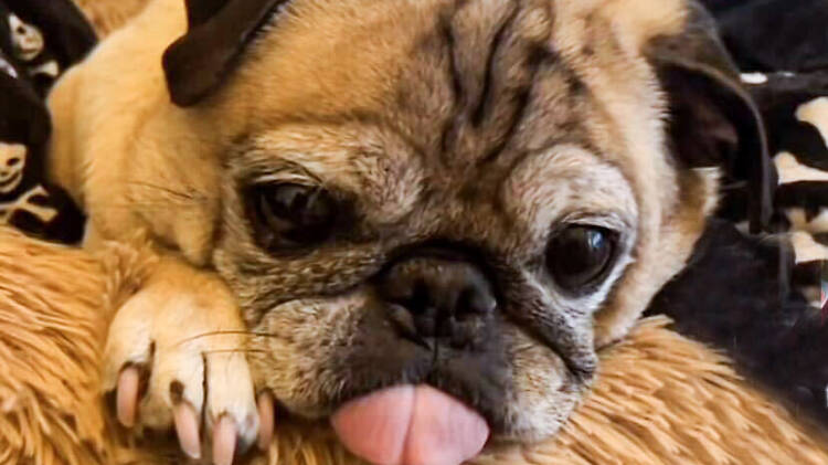 Noodle the Pug