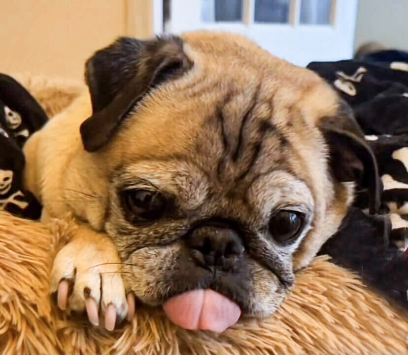 Noodle the Pug of TikTok fame will be remembered at City Winery