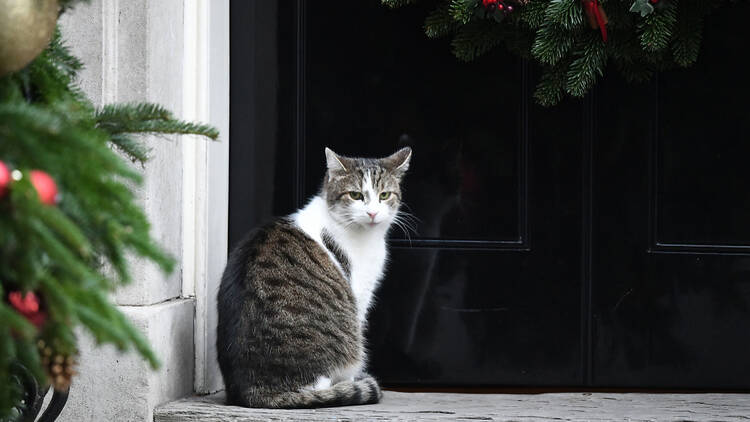 Larry the Cat, 10 Downing Street, London