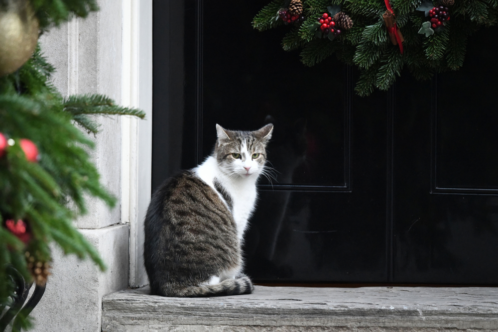 The extraordinary life of Larry the Cat