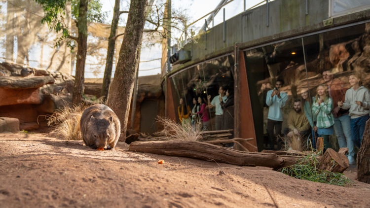 People looking at a wombat in an enclosure