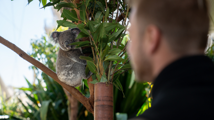 A man looking at a koala in a tree