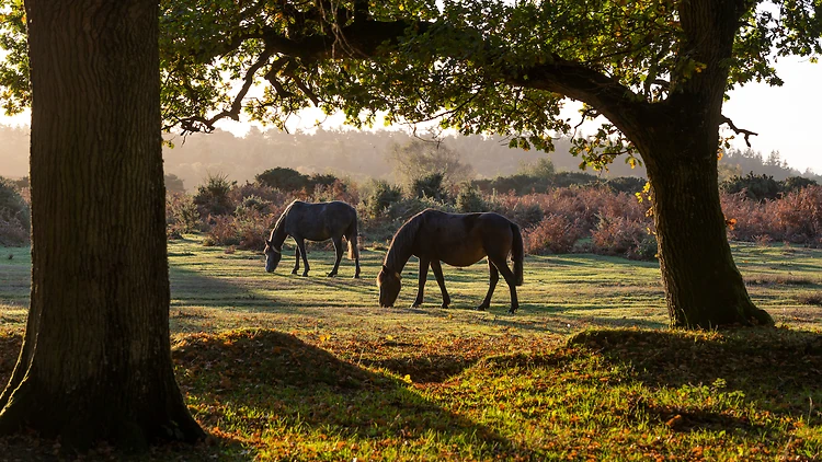 New Forest, England New Forest, England