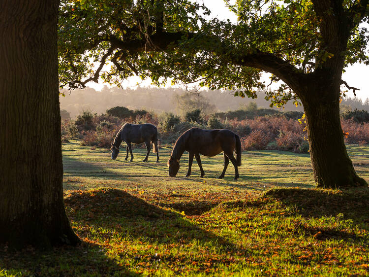 New Forest, England