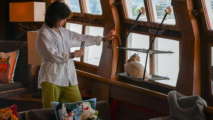 Cat Cruise on Royal Albatross