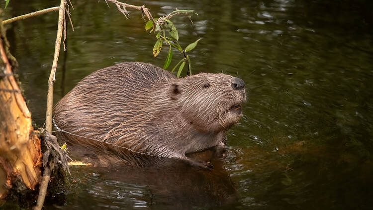 Beaver in a river in the UK