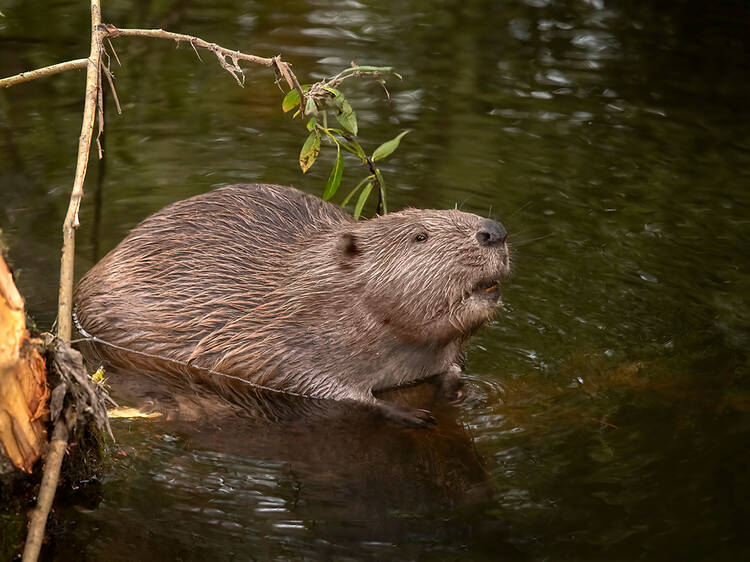 The UK is in the midst of a full-blown beaver boom