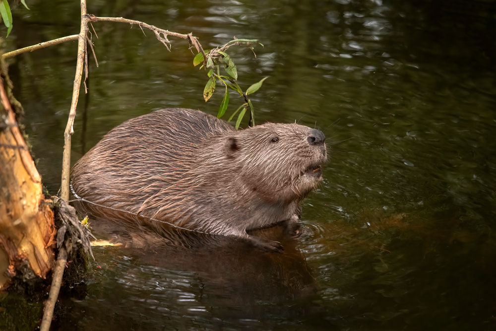 The UK Is Currently In the Midst of a Full-Blown Beaver Boom