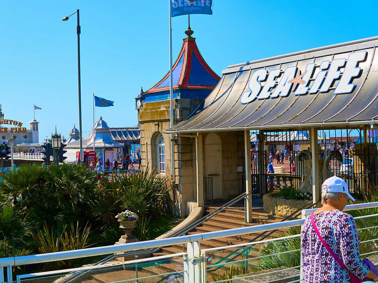 Discover fascinating ocean creatures at Sea Life Brighton