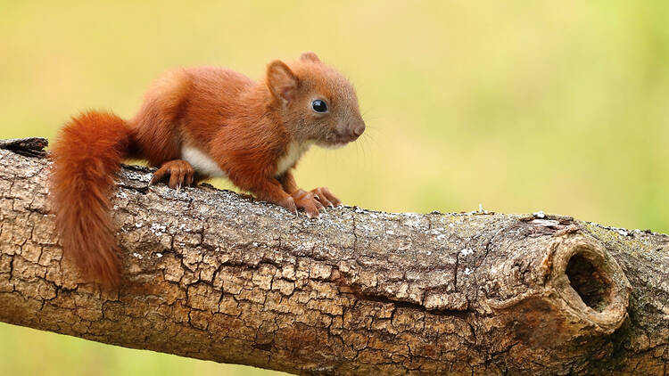 Baby red squirrel