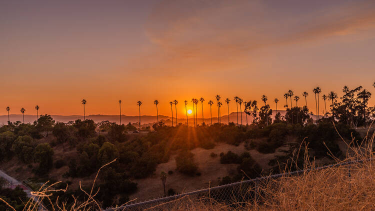 Follow a postcard-worthy curve of palm trees in Elysian Park