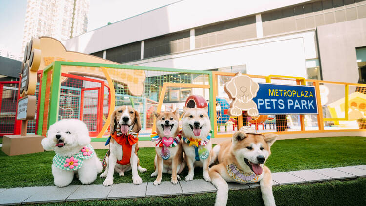metroplaza dog festival