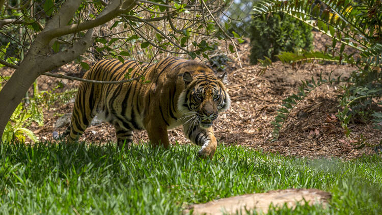 10am: Take a walk on the wild side at San Diego Zoo Safari Park