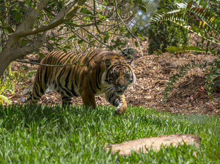 10am: Take a walk on the wild side at San Diego Zoo Safari Park