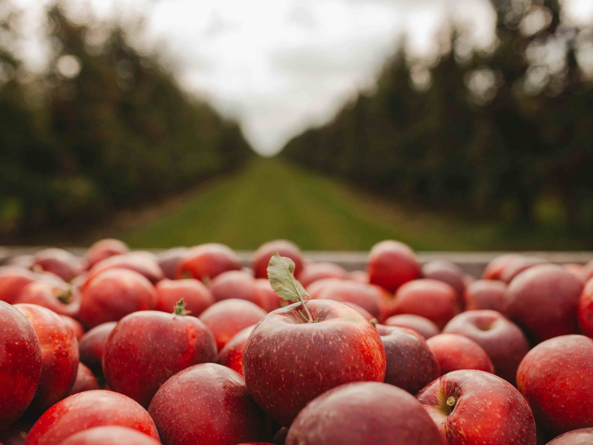 Go Apple Picking Near Chicago At These Local Orchards This Fall