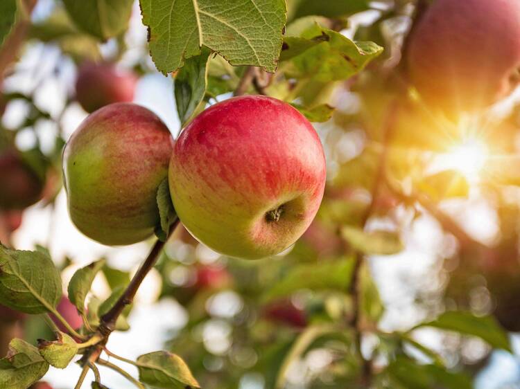 Edwards Apple Orchard