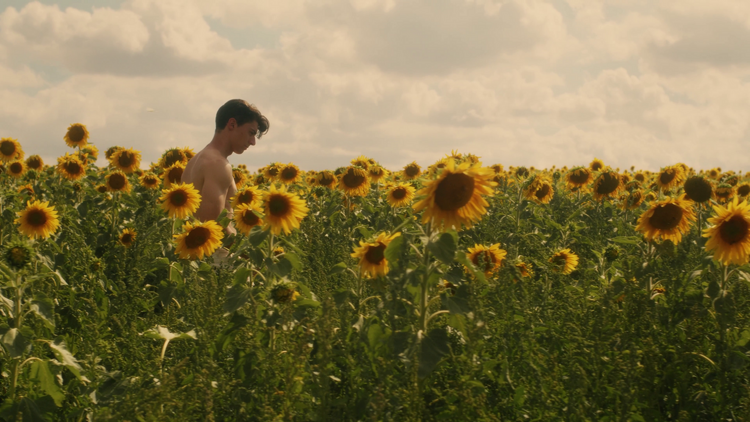 picture of a man in a field with lots of sunflowers 