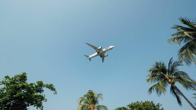 picture of an aeroplane flying above palm trees