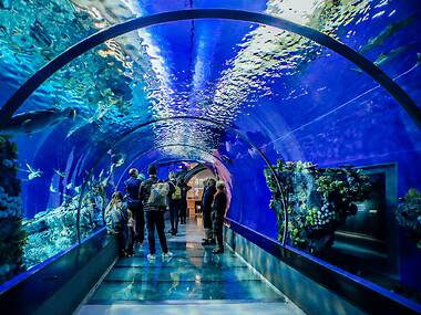 Así es el nuevo Acuario Michin dentro de Parque Tepeyac