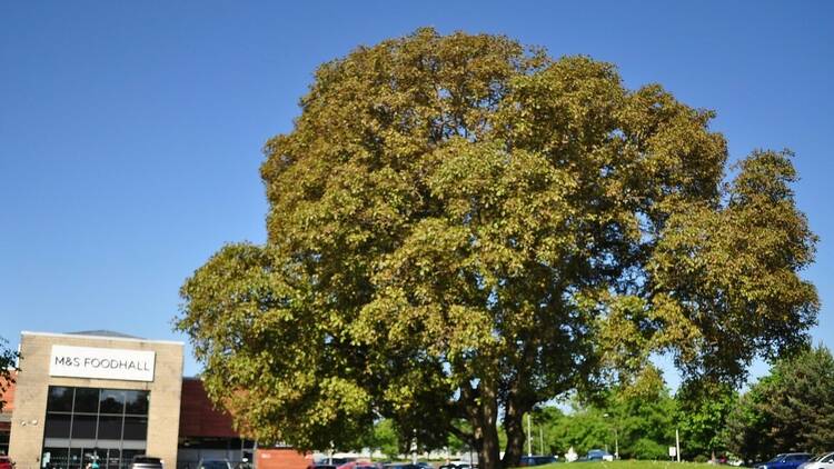 Perth walnut tree, UK