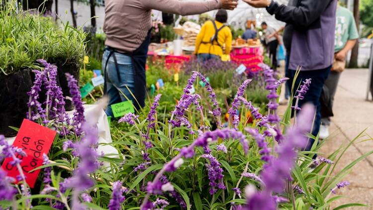 Mercado de Flores de Xochimilco