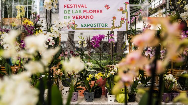 Festival de las Flores de Verano en Paseo de la Reforma