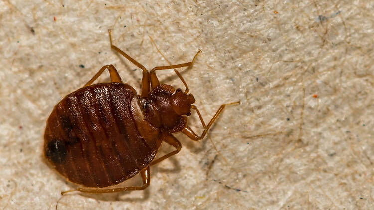 Bed bug up close