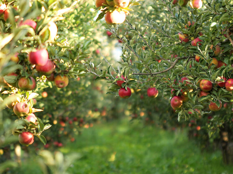 The best places to go apple picking near Washington, D.C.