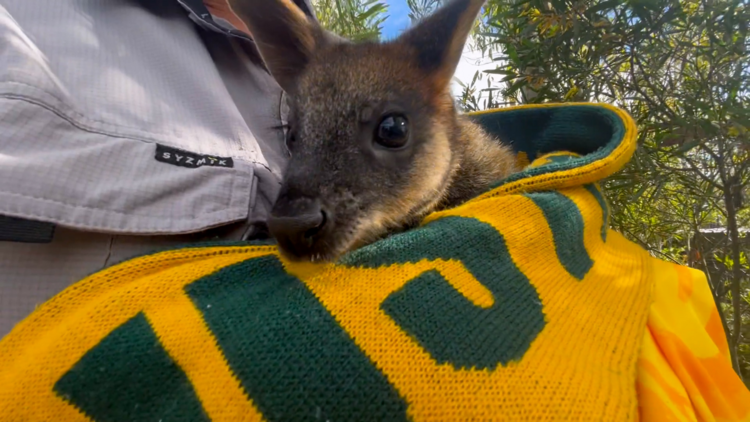 kangaroo in australian scarf 