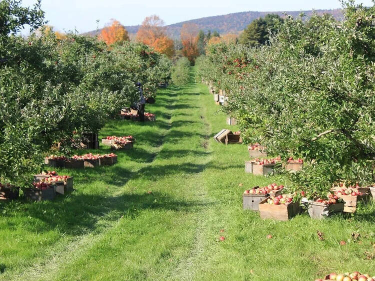 U-Pick Honeycrisp - Blake Farms