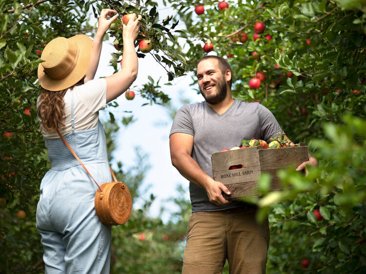 U-Pick Honeycrisp - Blake Farms