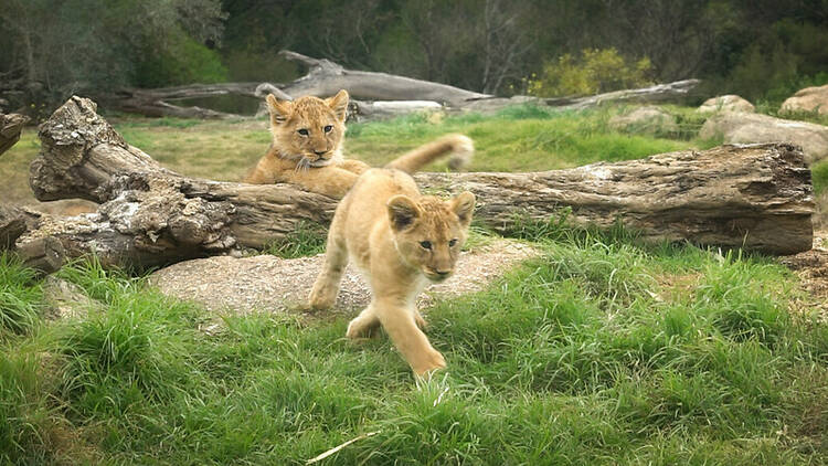 Two lion cubs walking through their enclosure.